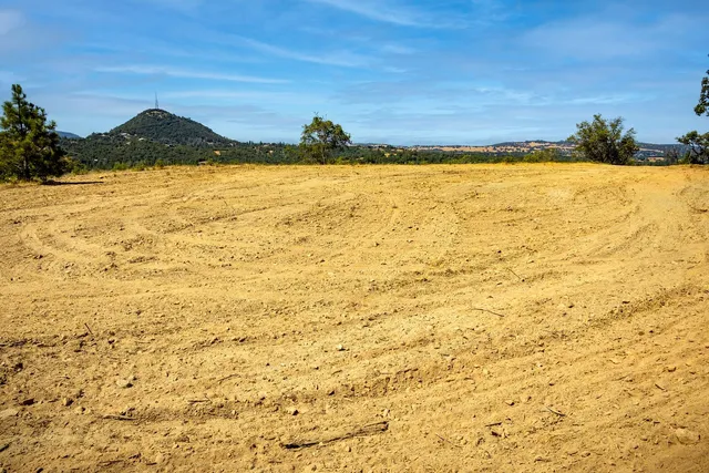 a view of a garden with a tree