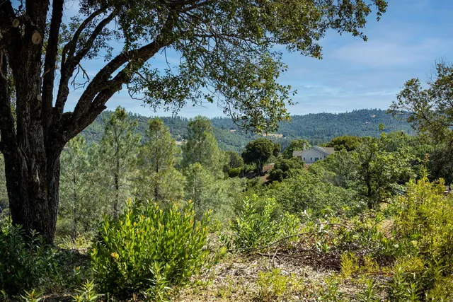 a view of a garden with a tree