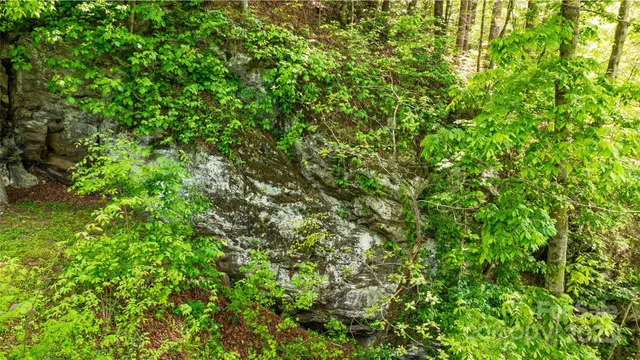 a view of a lush green forest