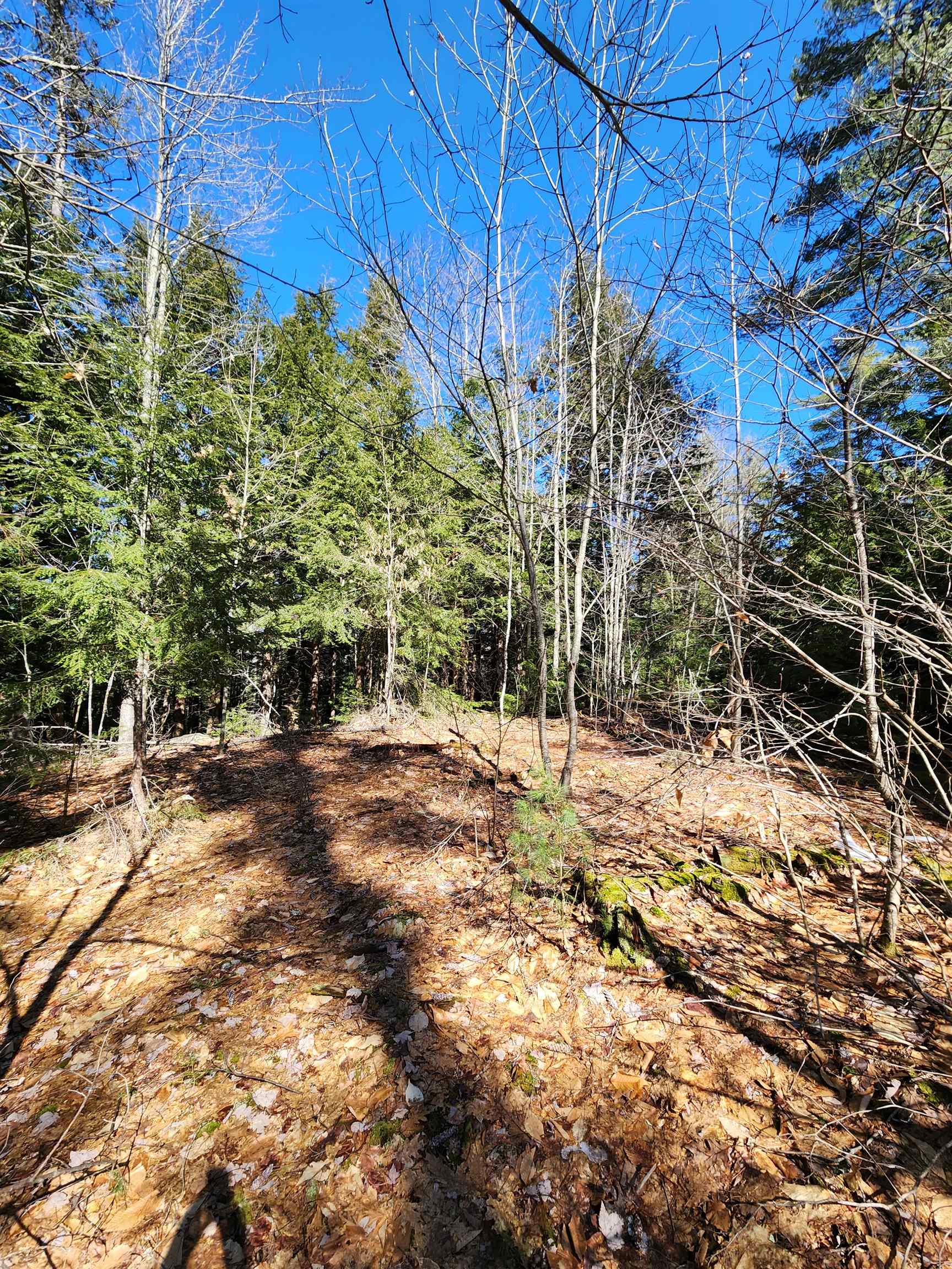 0 Moose Mountain Road Brookfield, NH 03872 - Photo 8 of 10