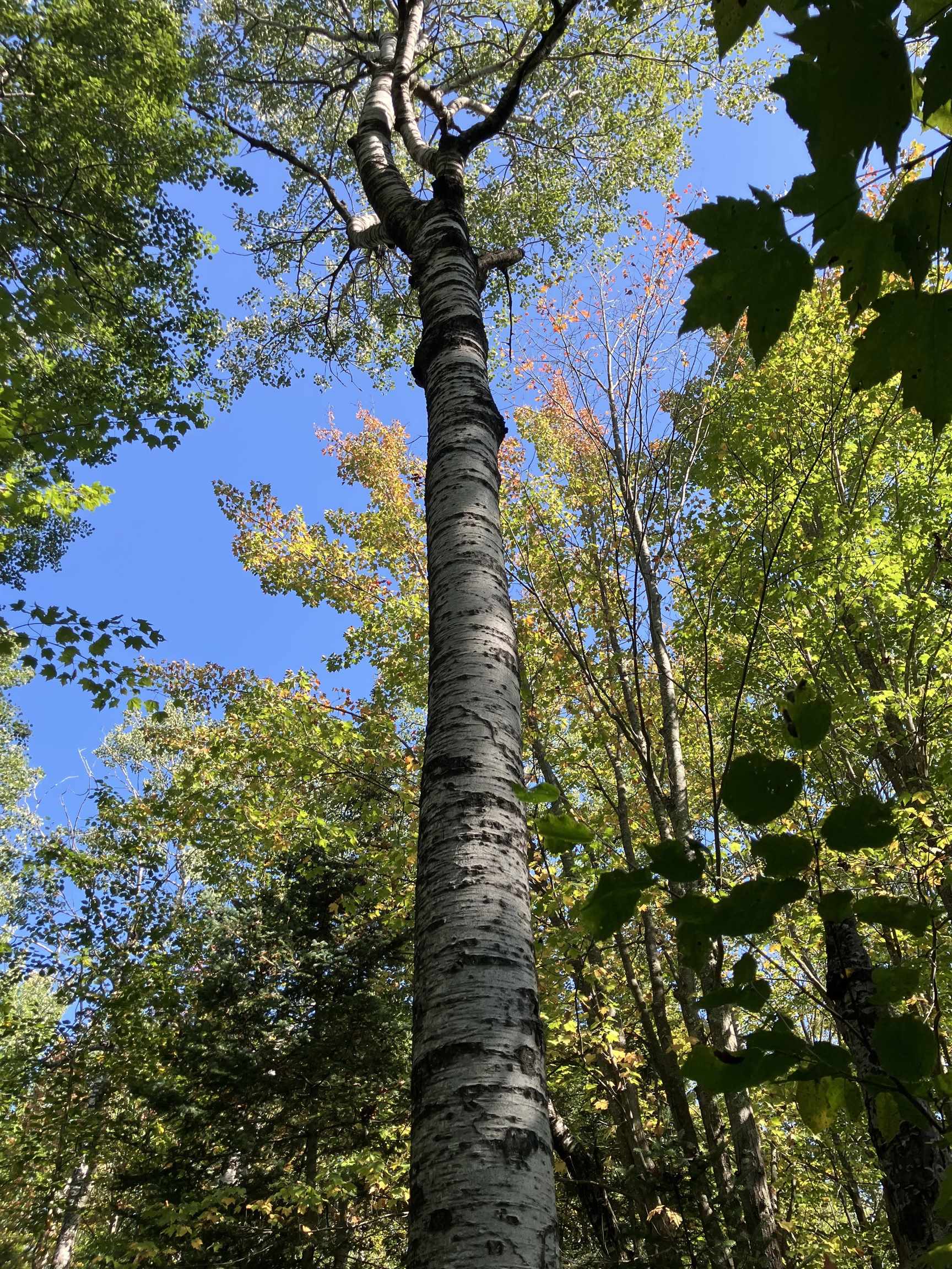 4 Government Road Ashland, WI 54806 - Photo 3 of 10 View of undeveloped land