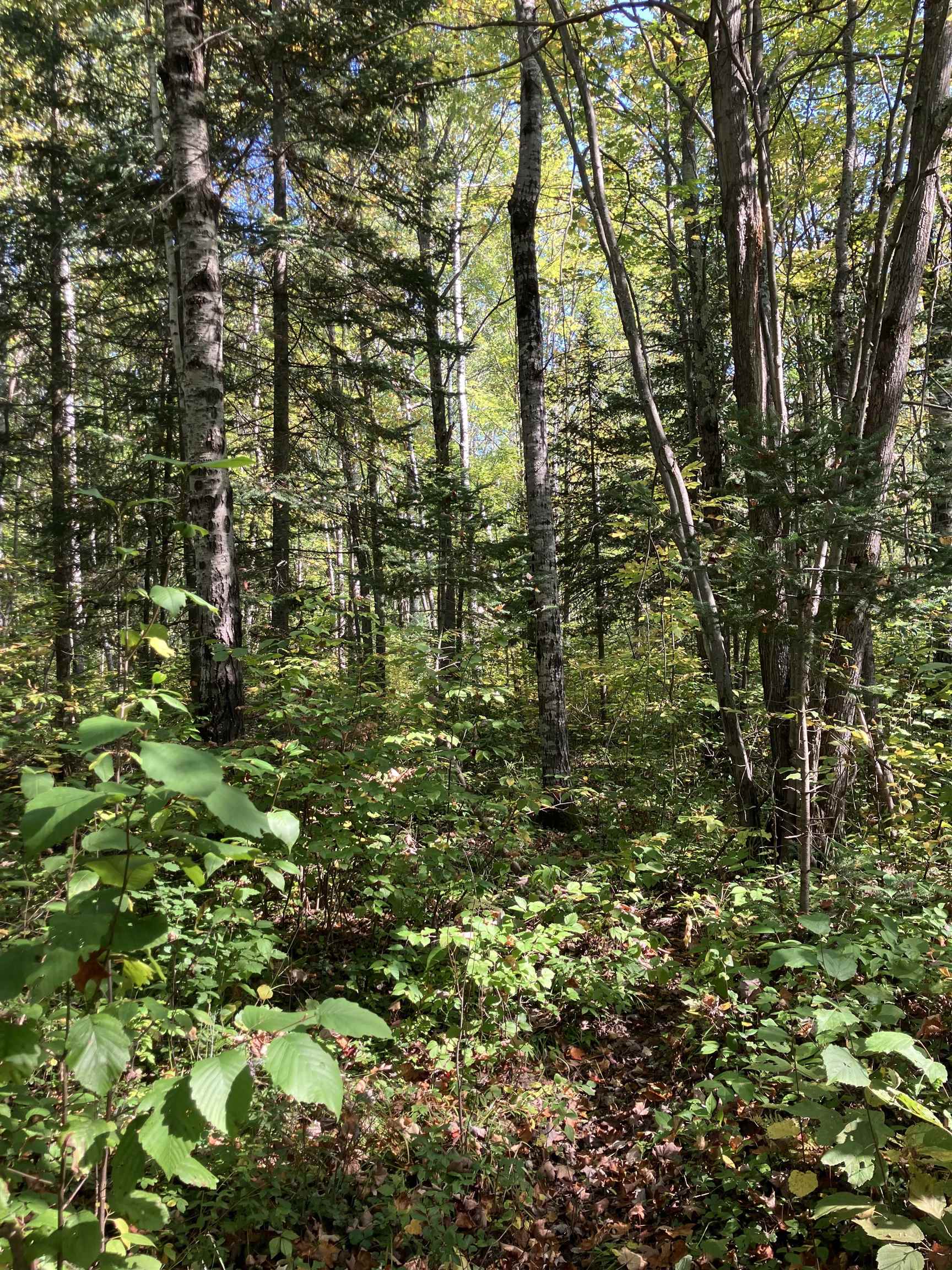 4 Government Road Ashland, WI 54806 - Photo 4 of 10 View of wooded area