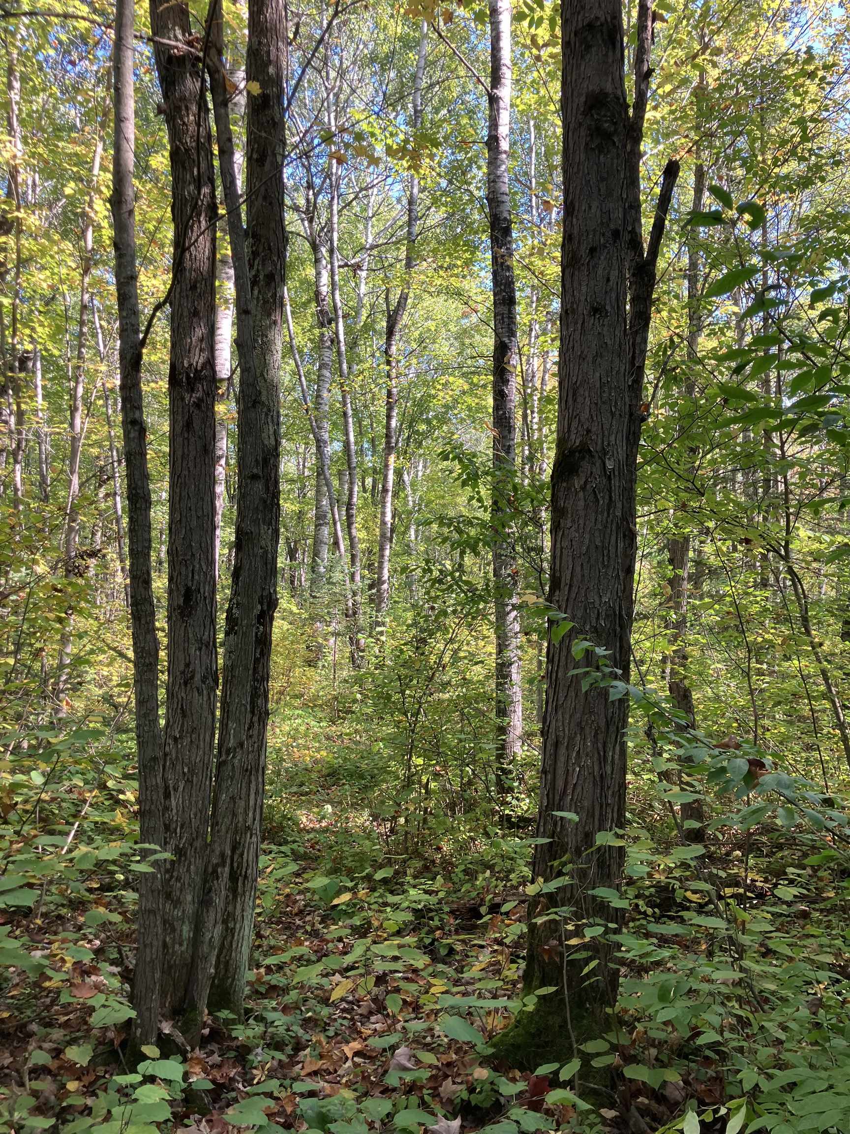 4 Government Road Ashland, WI 54806 - Photo 5 of 10 View of woods