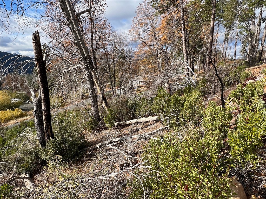 11451 Gifford Springs Road Cobb, CA 95426 - Photo 2 of 8 a view of a forest filled with trees