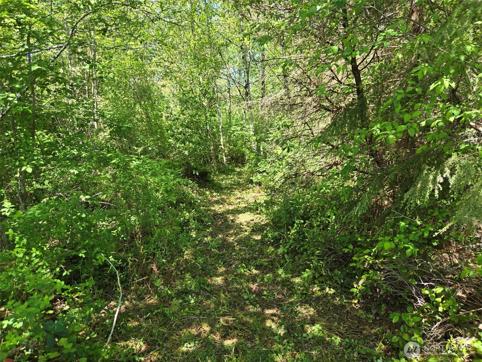 256 Walker Road Hoquiam, WA 98550 - Photo 3 of 12 a view of a lush green forest
