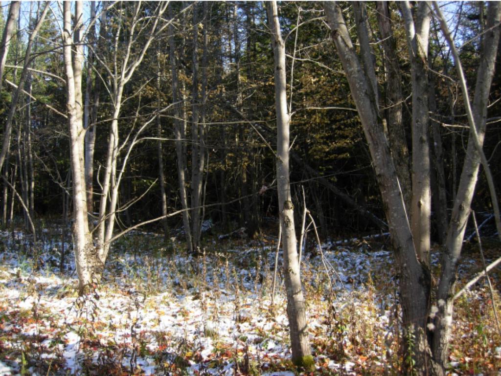 4565 Collins Mill Road Newport Town, VT 05857 - Photo 4 of 16 Gallery Image 4