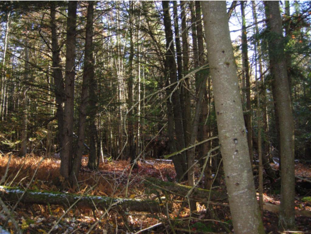 4565 Collins Mill Road Newport Town, VT 05857 - Photo 8 of 16 Gallery Image 8