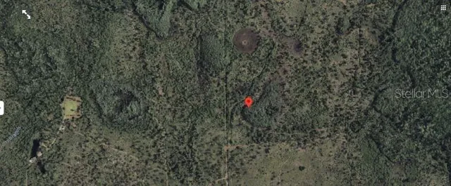 a close up of a tree