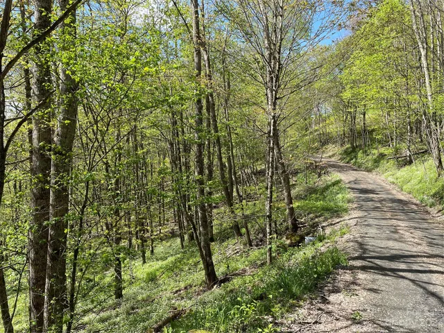 a view of a yard with plants and trees