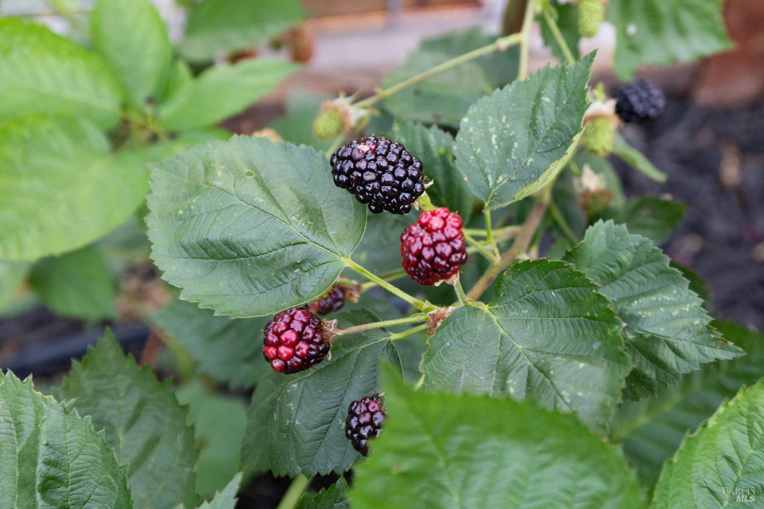 4480 Fairway Drive Rohnert Park, CA 94928 - Photo 59 of 68 2 thronless blackberry bushes along with nearly a dozen organicc fruit trees