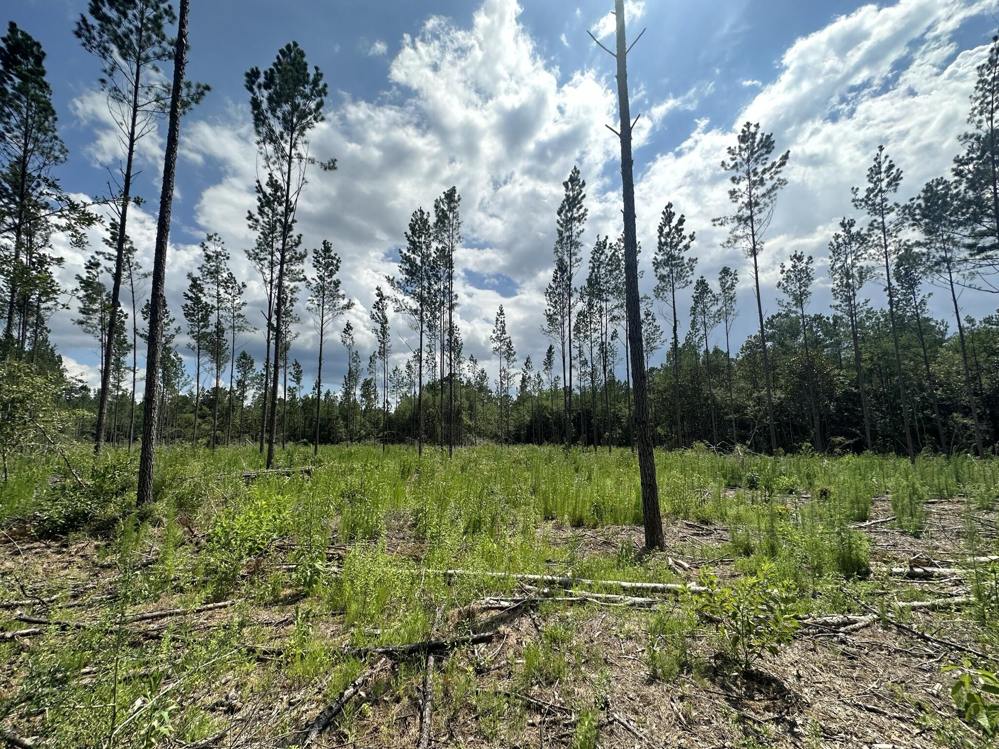 Parcel A Yellow River Baptist Church Road, Unit 22 AC / Baker, FL 32531 - Photo 2 of 10 a view of a park