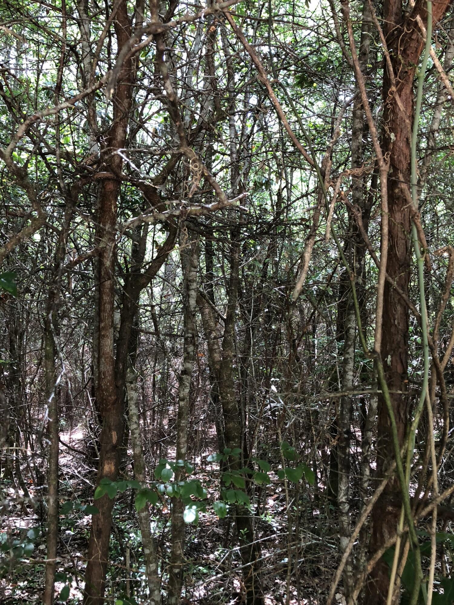 Parcel A Yellow River Baptist Church Road, Unit 22 AC / Baker, FL 32531 - Photo 7 of 10 close up of a tree