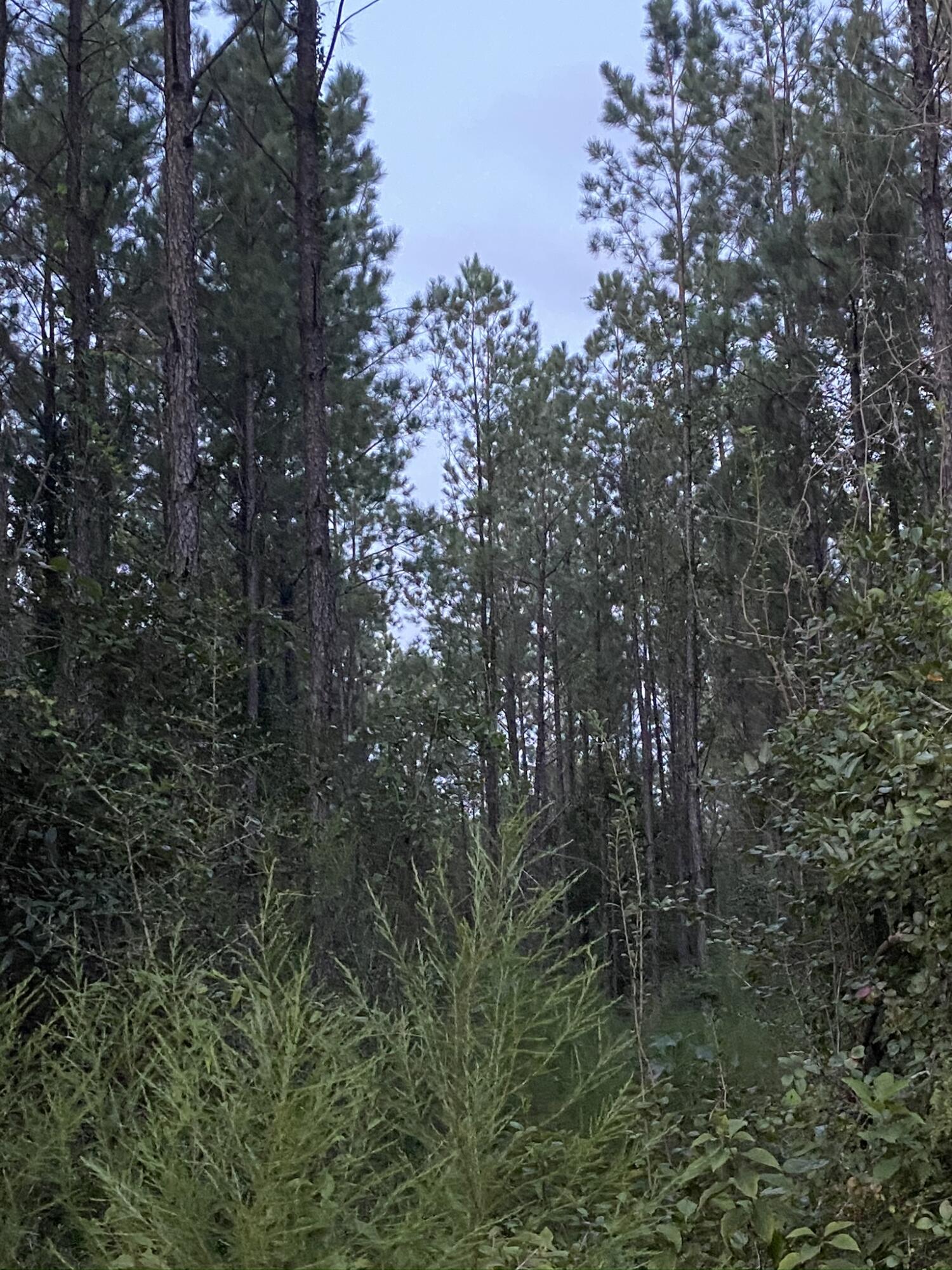 Parcel A Yellow River Baptist Church Road, Unit 22 AC / Baker, FL 32531 - Photo 9 of 10 a view of forest