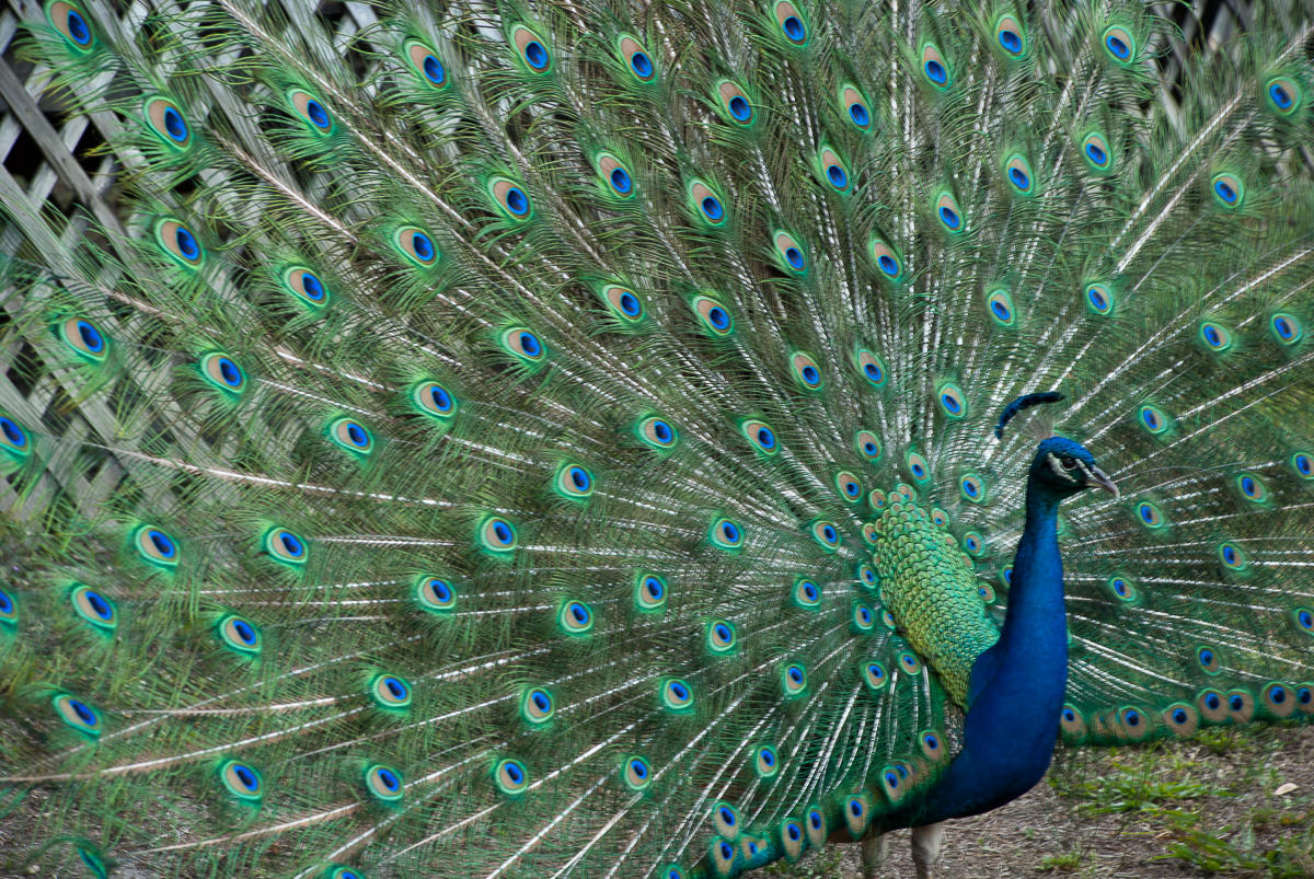 15094 Alexander Run Jupiter, FL 33478 - Photo 68 of 70 Local Peacocks