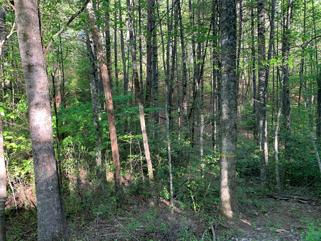 4 Hunter Vly Road Murphy, NC 28906 - Photo 6 of 16