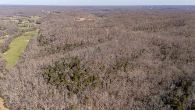 a view of a backyard with trees