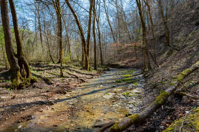 a view of a yard with large trees
