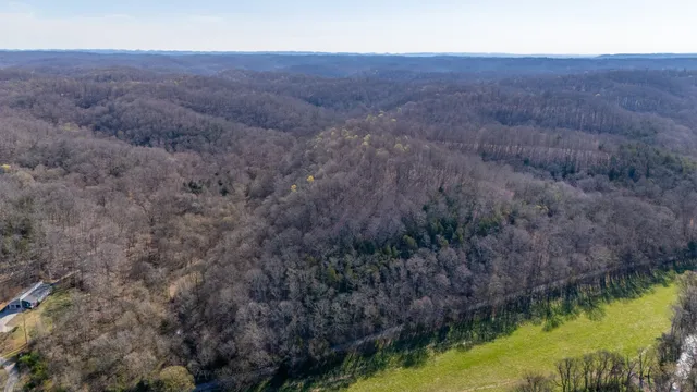 a view of a forest with a dry background