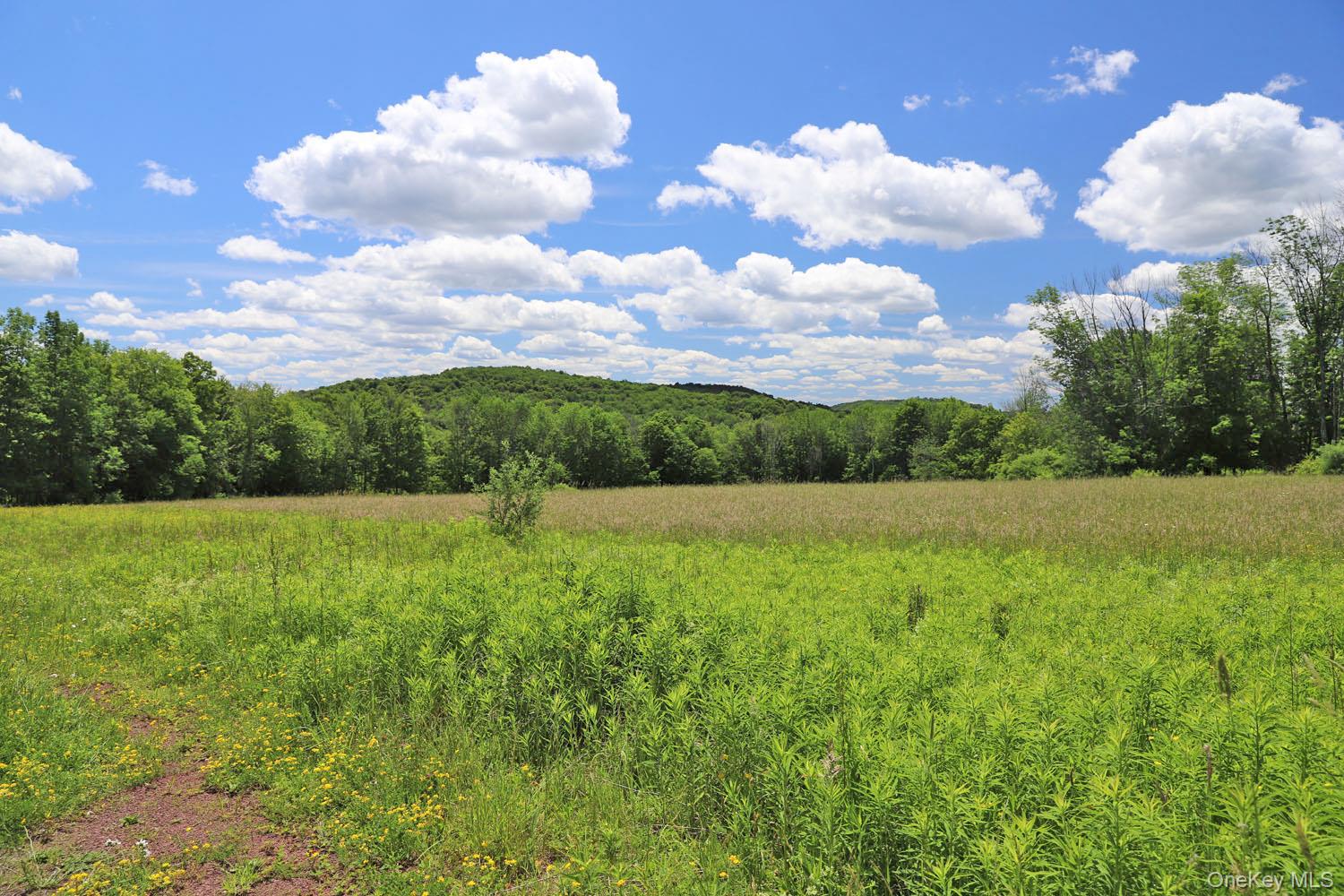 Dietz Road Callicoon Center, NY 12724 - Photo 7 of 24 Meadow to treeline