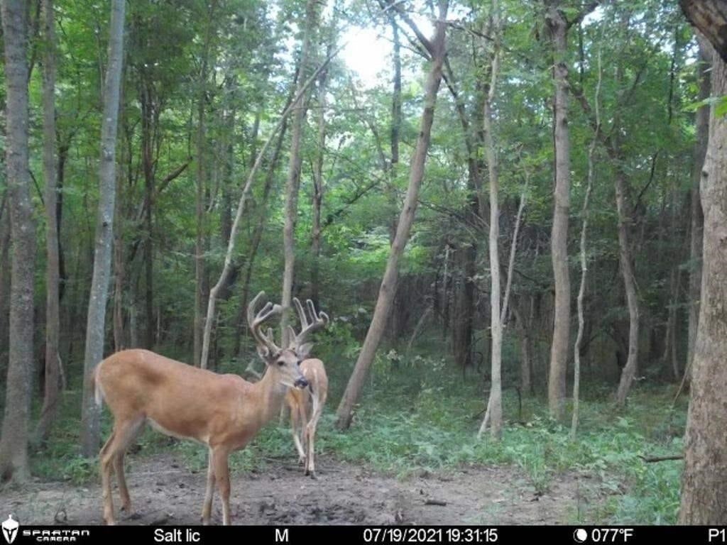 Lot 11 Hamilton-lee Road Lewisburg, KY 42256 - Photo 7 of 44 Gallery Image 7