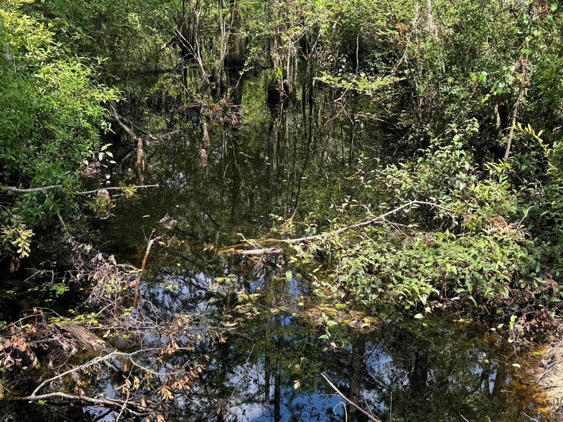 Fallow Road Lamont, FL 32336 - Photo 11 of 12