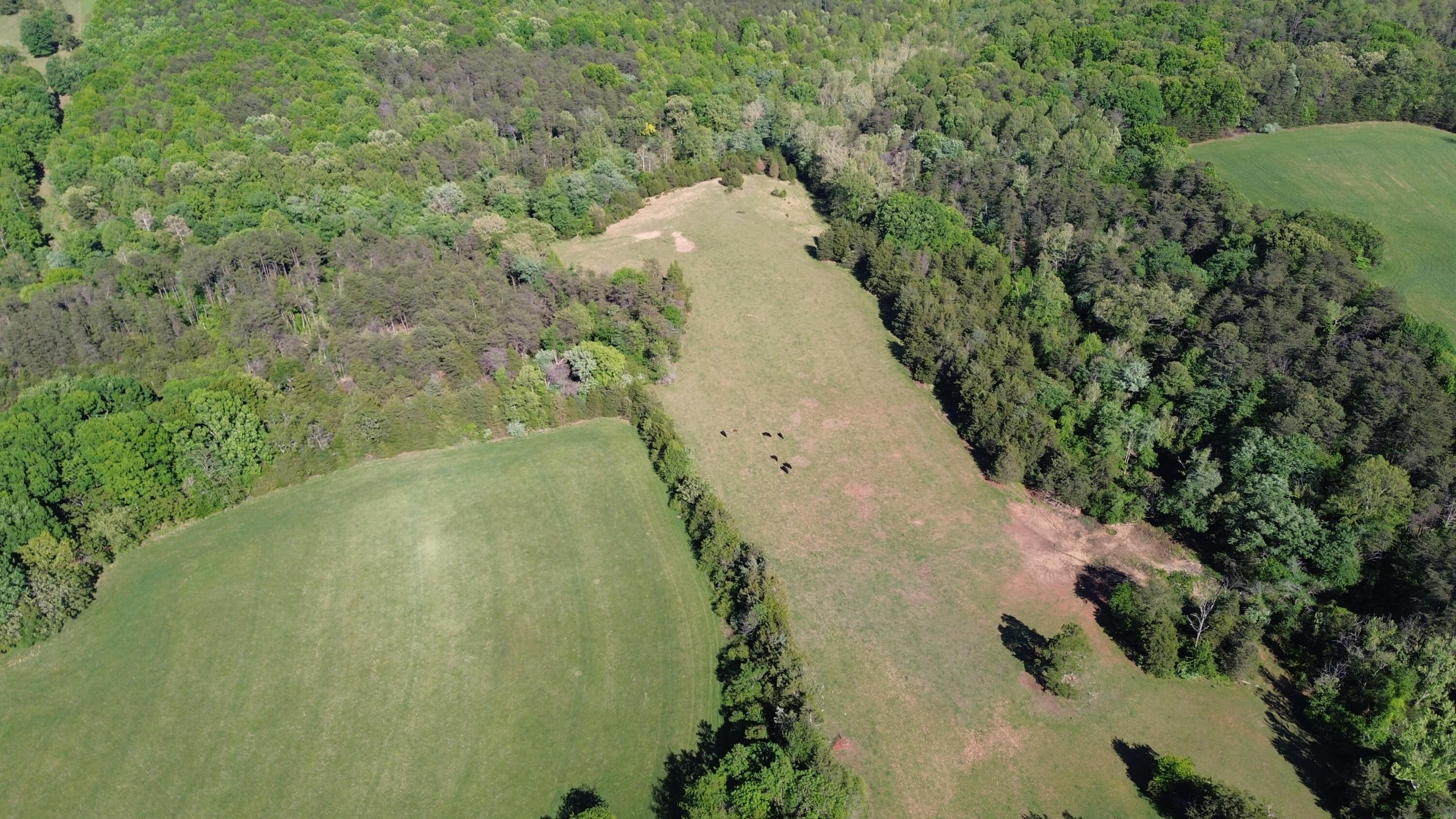 2556 Rock Cliff Road Bedford, VA 24523 - Photo 16 of 35 a view of a yard in a forest