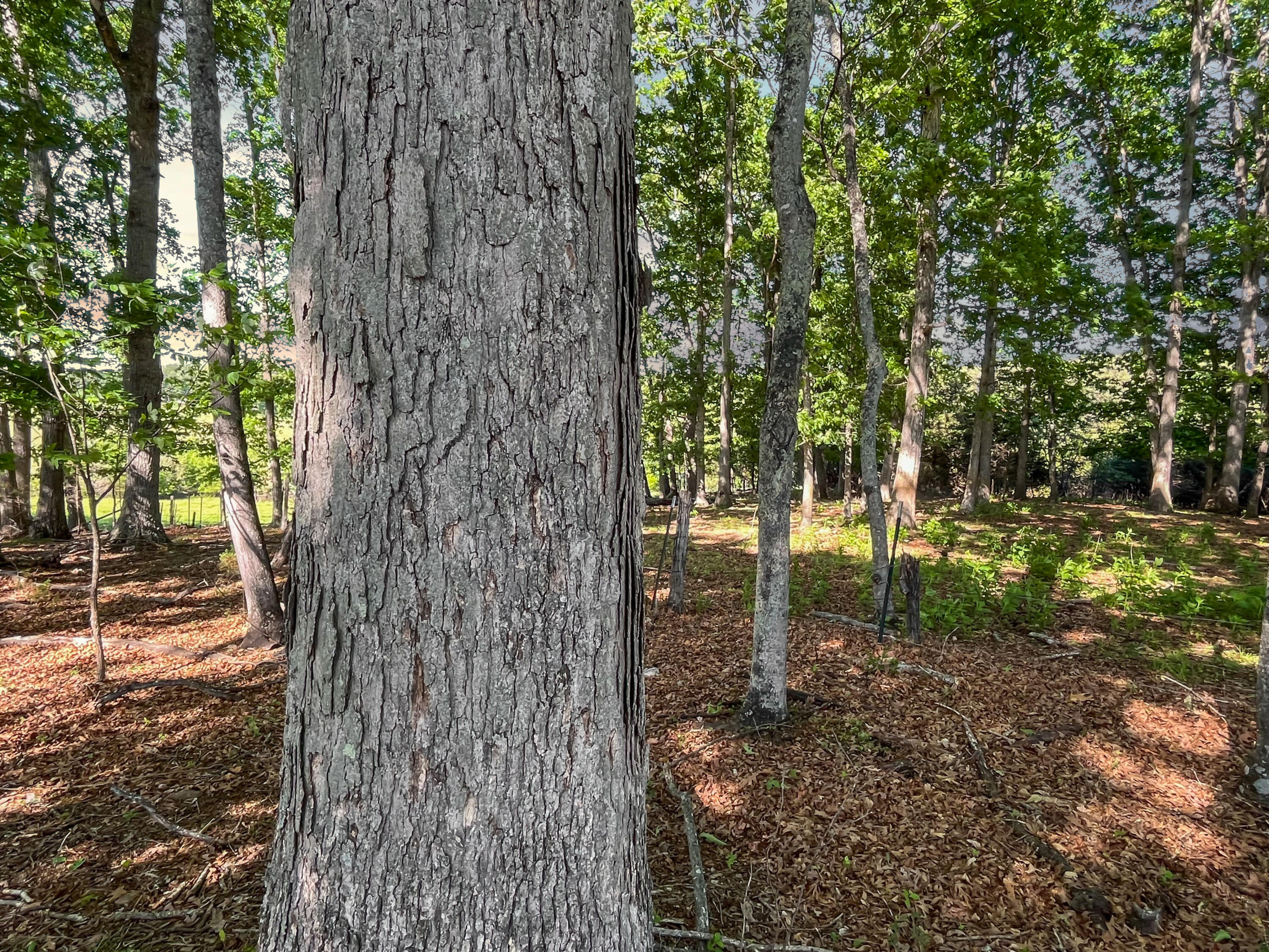 2556 Rock Cliff Road Bedford, VA 24523 - Photo 21 of 35 a view of a trees and yard