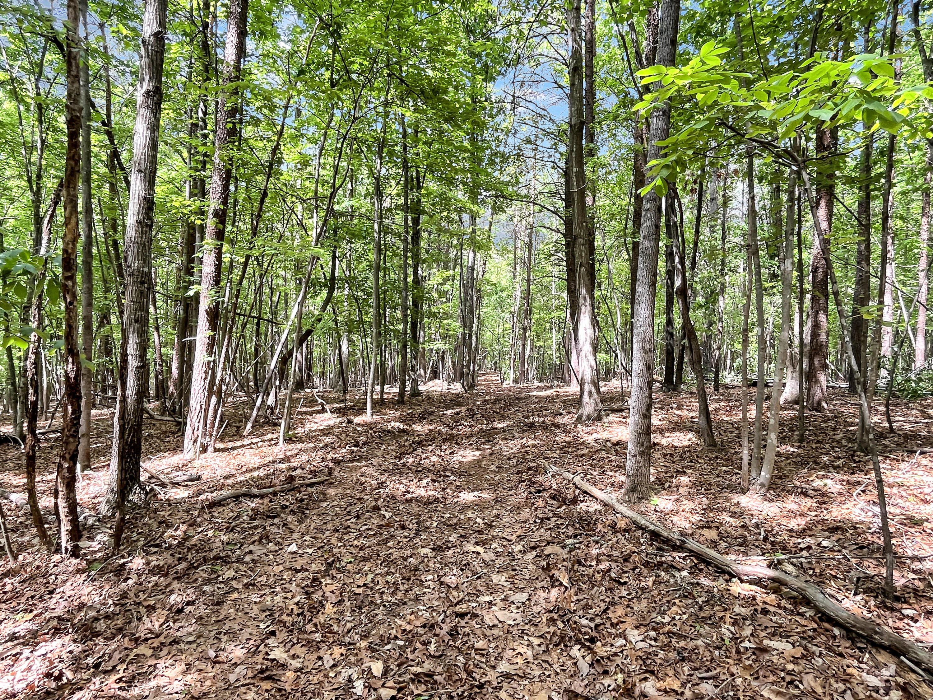 2556 Rock Cliff Road Bedford, VA 24523 - Photo 22 of 35 a backyard of a house with lots of green space