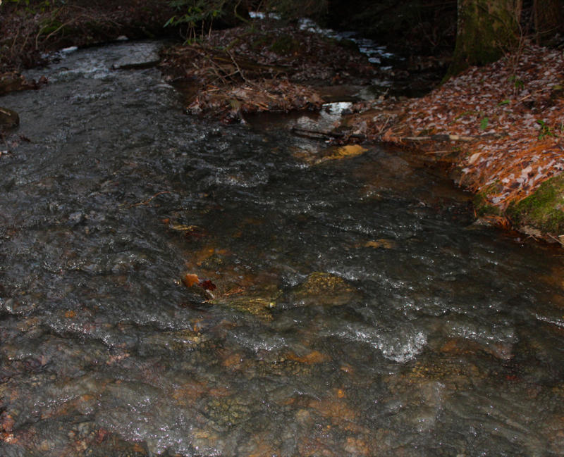 Meister Hils Road Deer Lodge, TN 37726 - Photo 19 of 40 IMG_0695_800x649