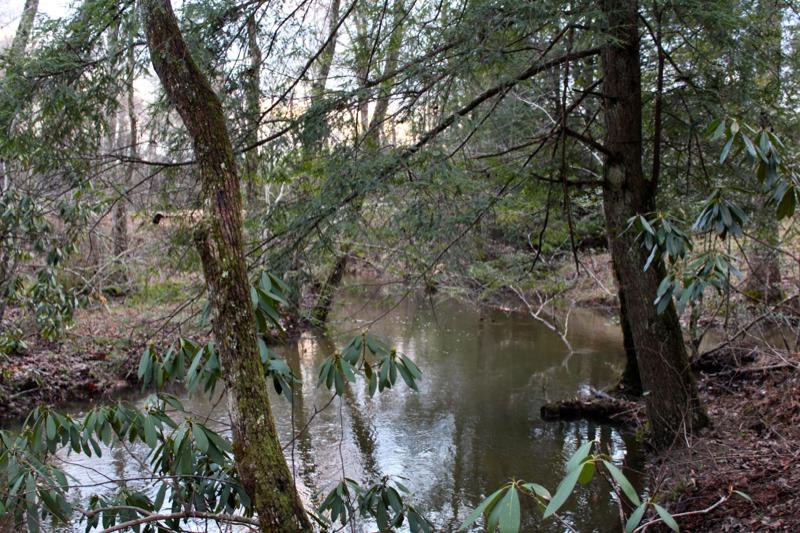 Meister Hils Road Deer Lodge, TN 37726 - Photo 26 of 40 IMG_0715_800x533