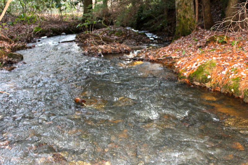Meister Hils Road Deer Lodge, TN 37726 - Photo 4 of 40 IMG_0694_800x533