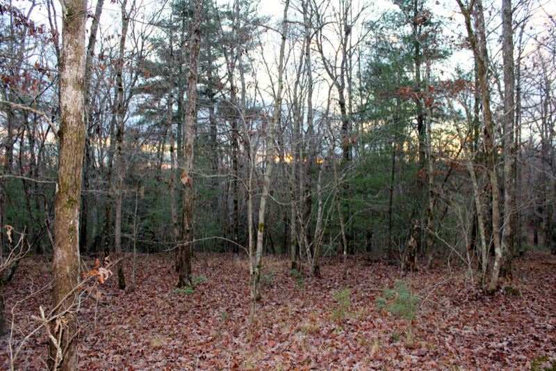 Meister Hils Road Deer Lodge, TN 37726 - Photo 33 of 40 IMG_0739_800x533