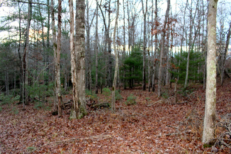 Meister Hils Road Deer Lodge, TN 37726 - Photo 34 of 40 IMG_0741_800x533