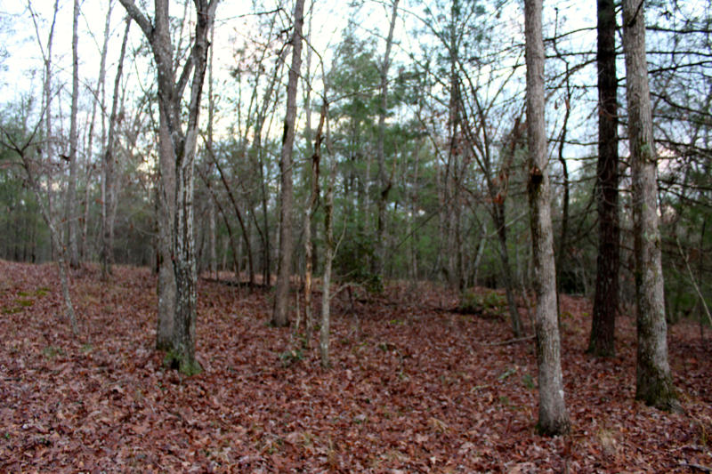 Meister Hils Road Deer Lodge, TN 37726 - Photo 35 of 40 IMG_0742_800x533