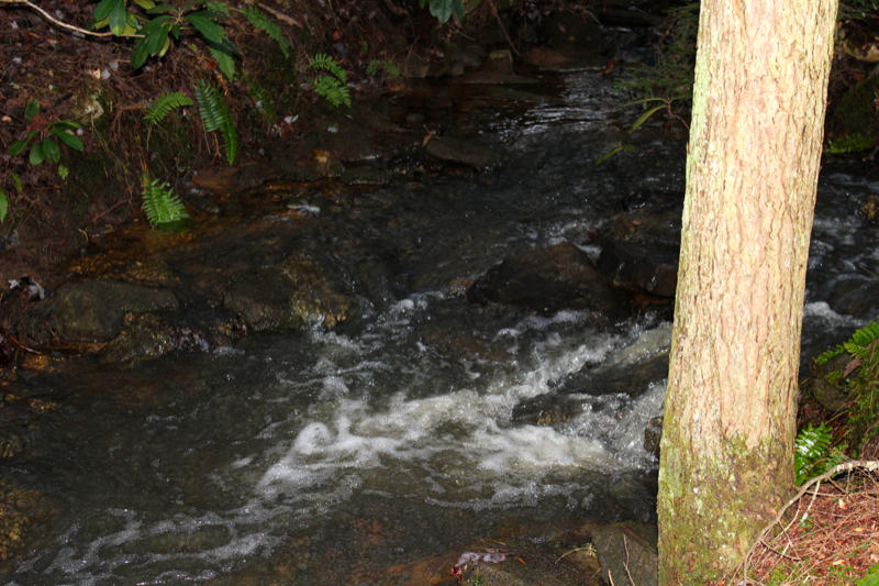 Meister Hils Road Deer Lodge, TN 37726 - Photo 9 of 40 IMG_0673_800x533