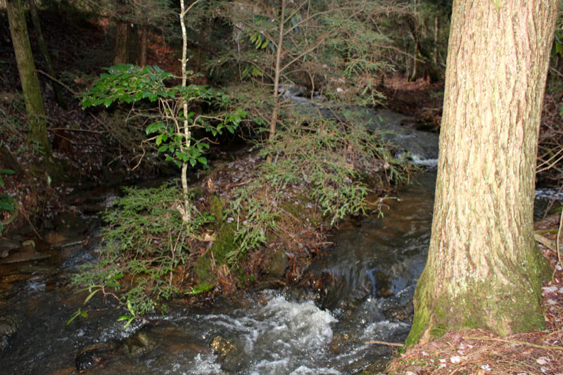 Meister Hils Road Deer Lodge, TN 37726 - Photo 10 of 40 IMG_0674_800x533