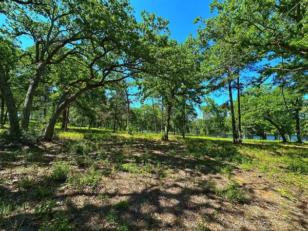 a view of a park with large trees