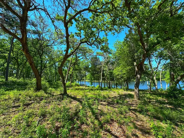 a view of a yard with plants and trees