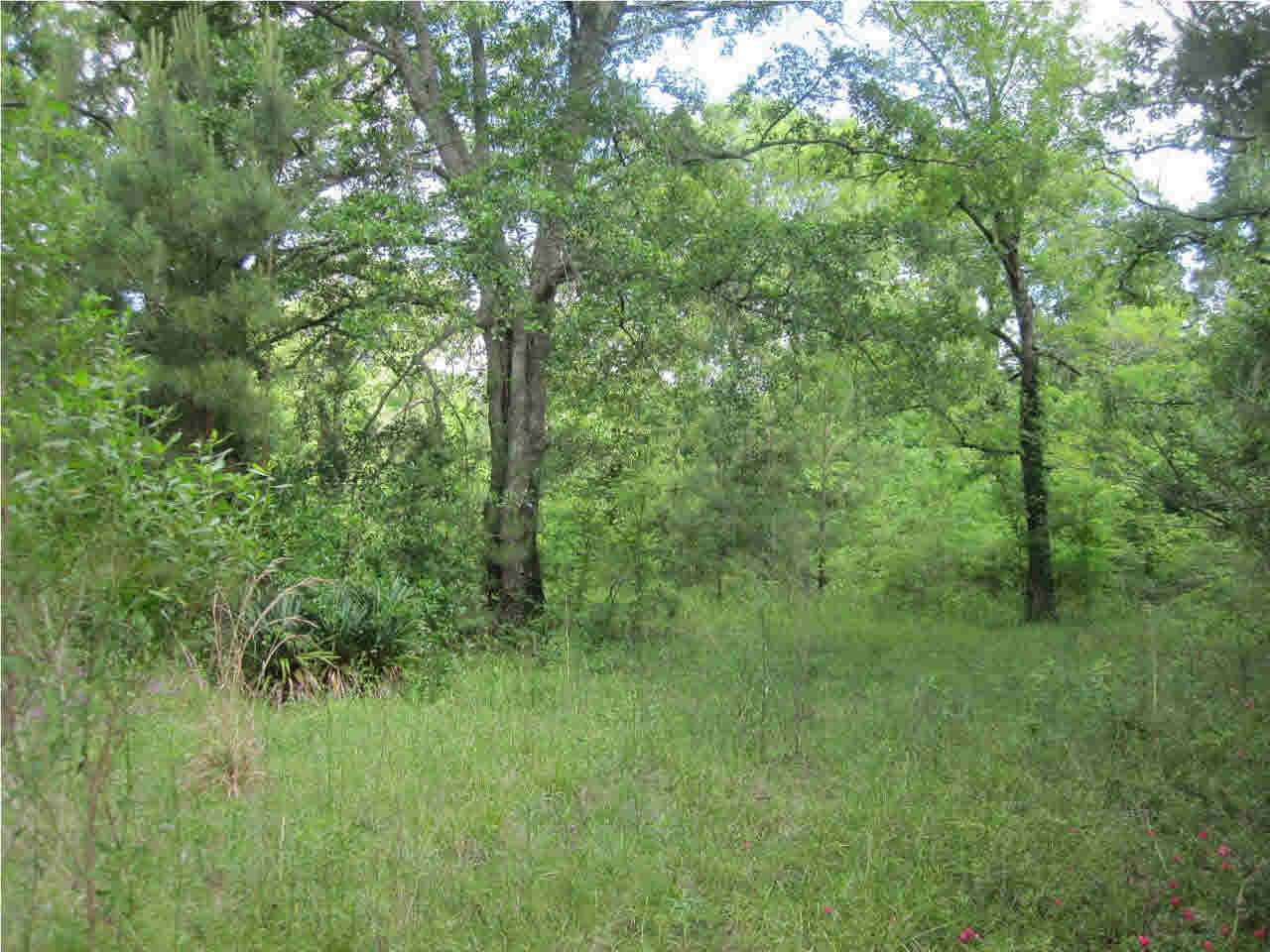 0 Mudline Road Lake, MS 39092 - Photo 1 of 12 Photo 1