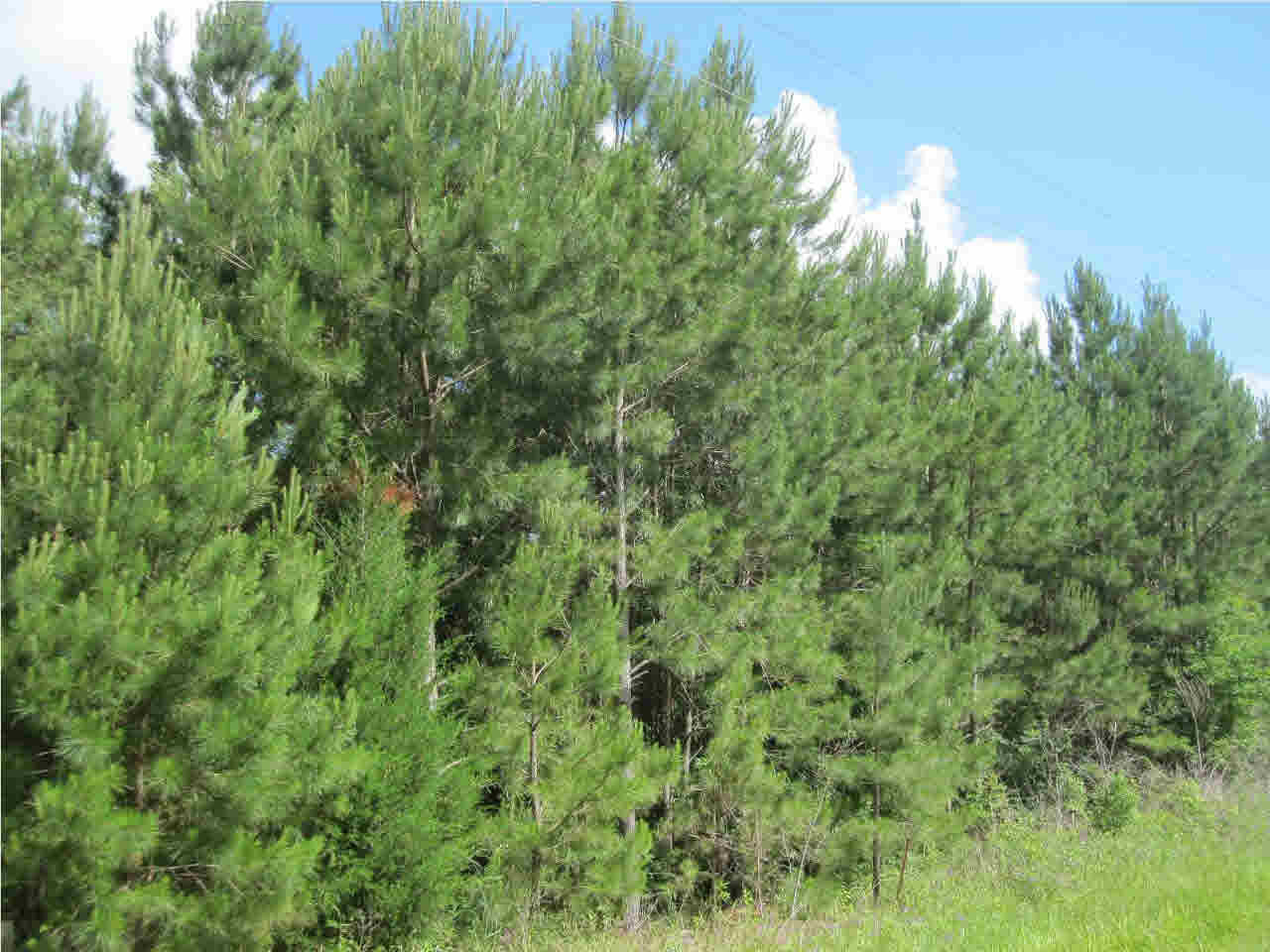 0 Mudline Road Lake, MS 39092 - Photo 11 of 12 Photo 11