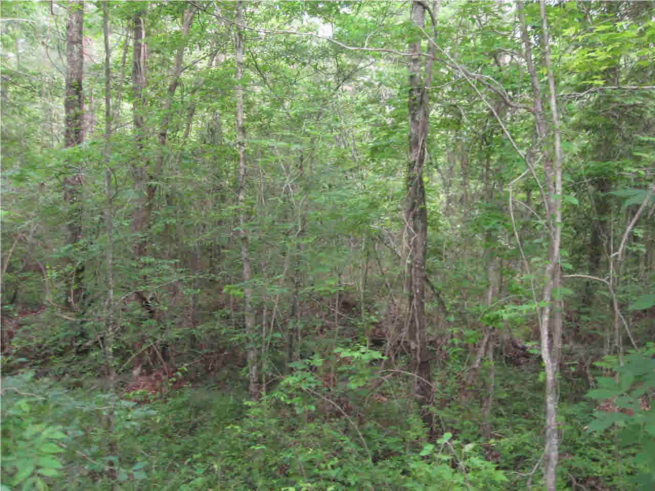 0 Mudline Road Lake, MS 39092 - Photo 4 of 12 Photo 4