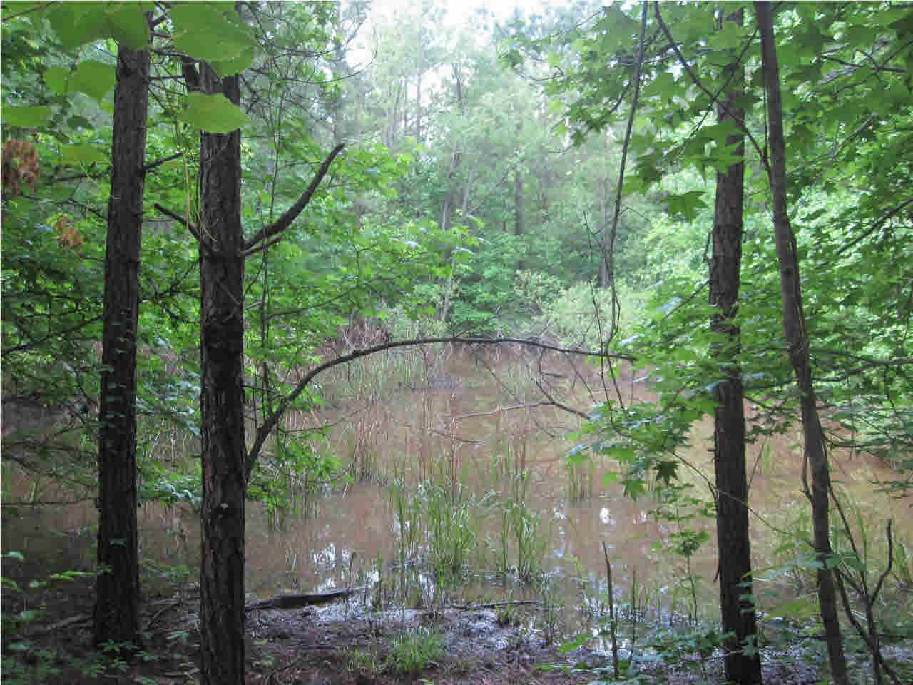 0 Mudline Road Lake, MS 39092 - Photo 5 of 12 Photo 5