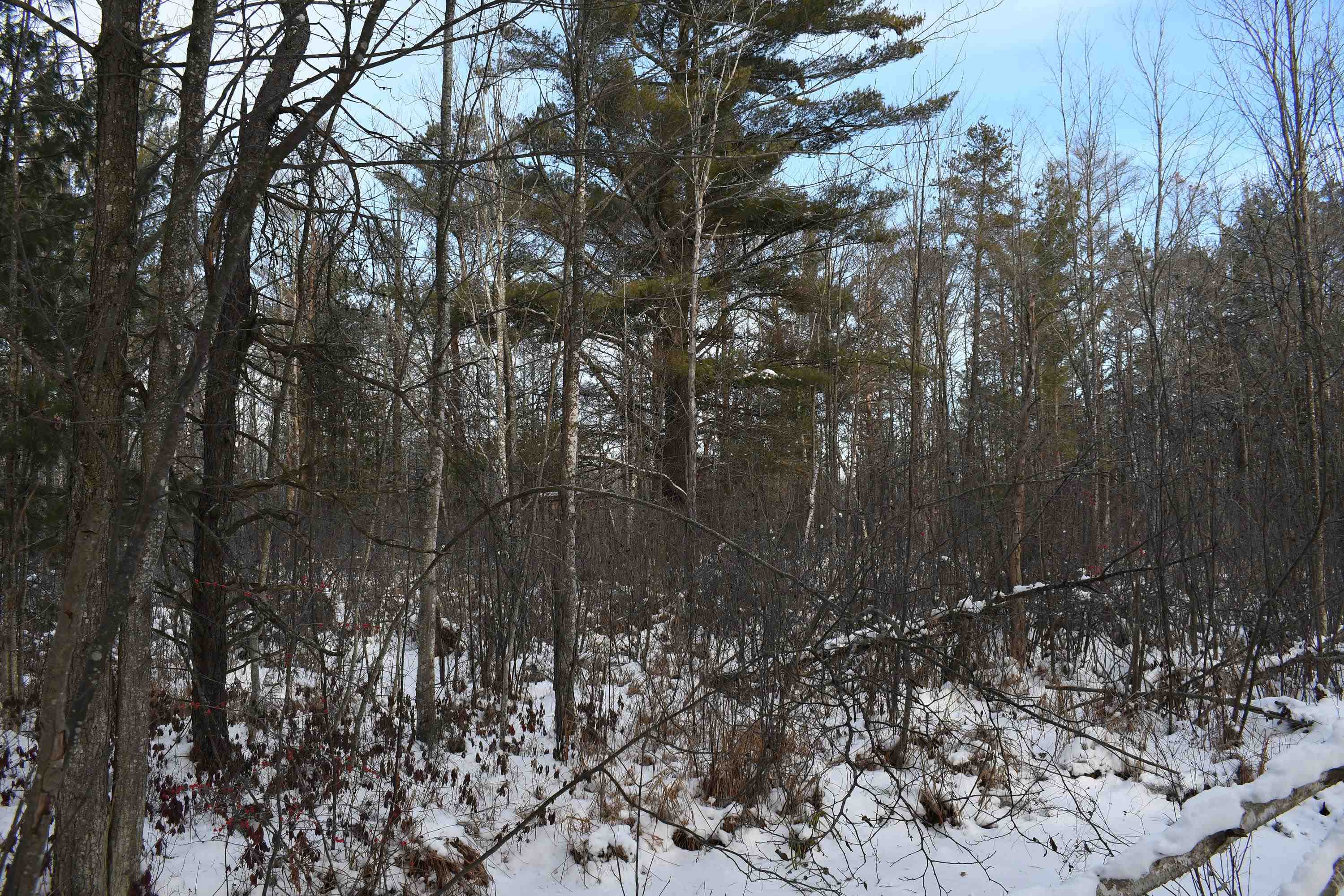0 South Barlow Road Mikado, MI 48745 - Photo 15 of 28