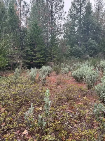 a view of a yard with a tree
