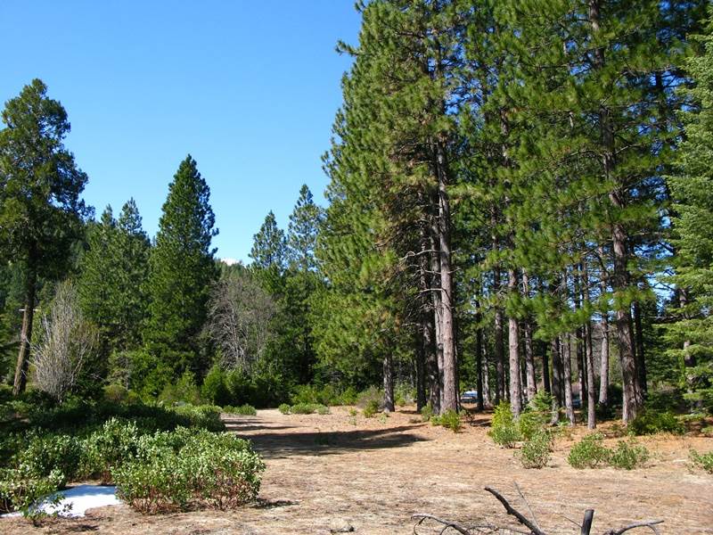 0 Davis Place Road Mount Shasta, CA 96067 - Photo 8 of 16 Gallery Image 8