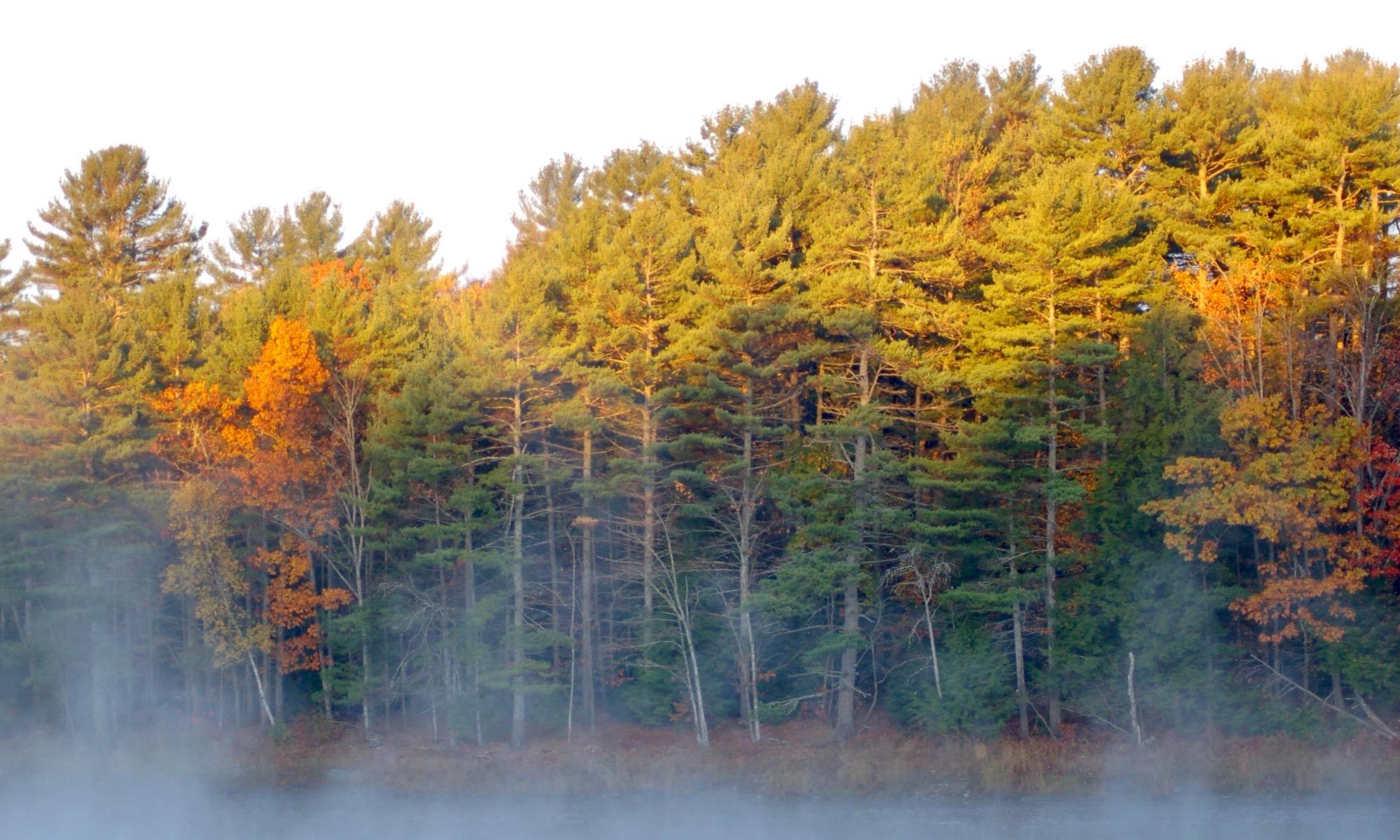 428 Main Road Milford, ME 04461 - Photo 70 of 70 Picture Seeing This Foliage