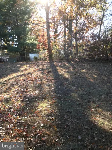 a view of forest with trees
