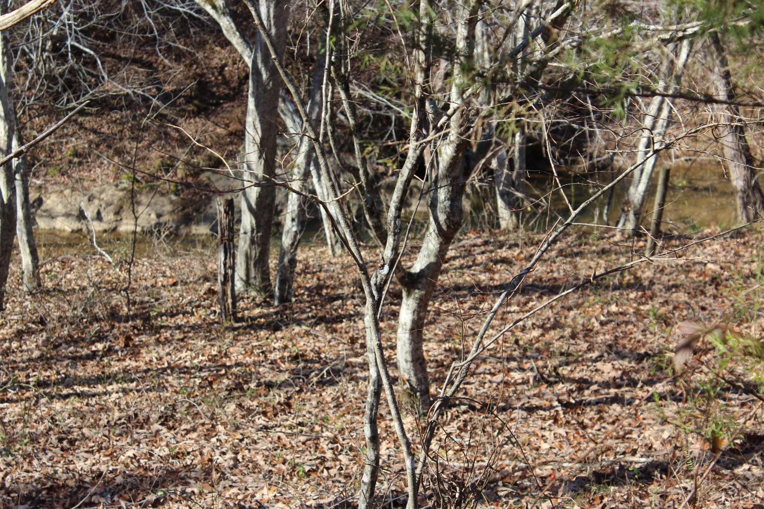 899 Wagon Trail Road Monroe, VA 24574 - Photo 34 of 83 Gallery Image 34