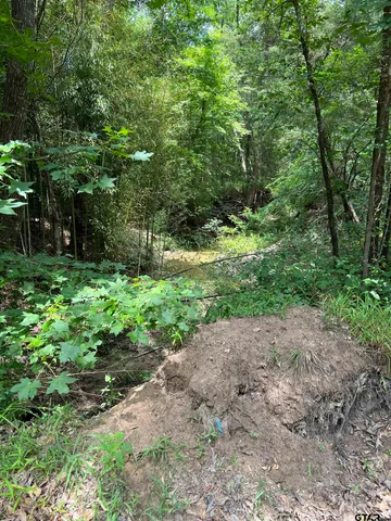 a view of a yard with plants and large trees