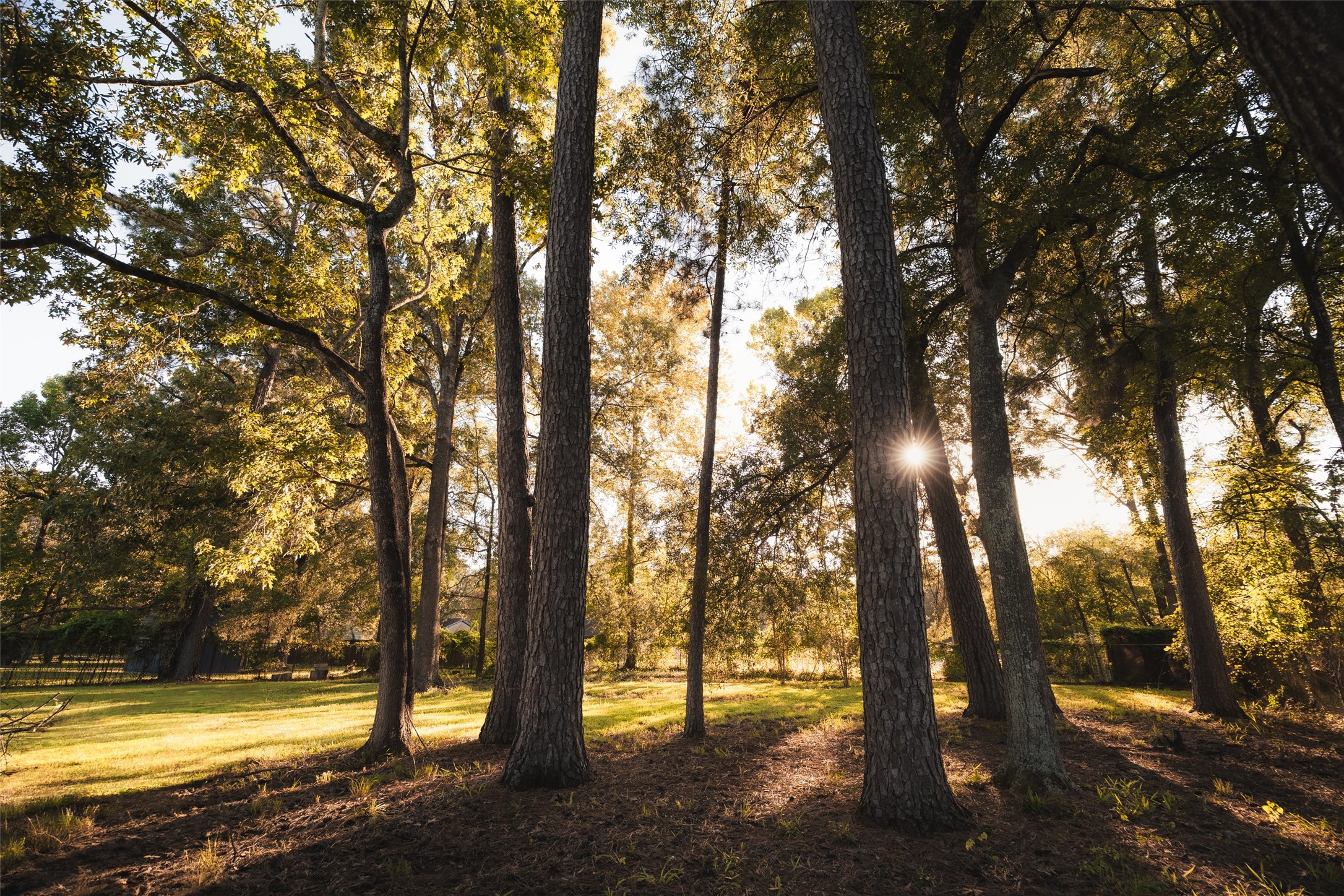 419 Magnolia Bend New Caney, TX 77357 - Photo 24 of 25 a view of outdoor space with trees